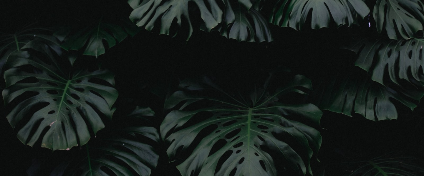 wallpaper